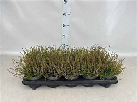 Calluna Vulg. 'tib' rood