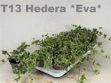 Hed He Eva