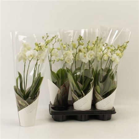 ** Phal An Inverness 5 Branches 30+