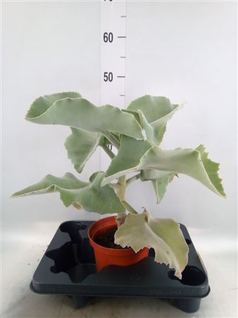 Kalanchoe Nf Beharensis Elephant ear
