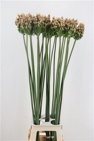 Allium Zaadbollen