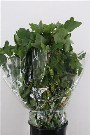 Ribes Nigrum Titania