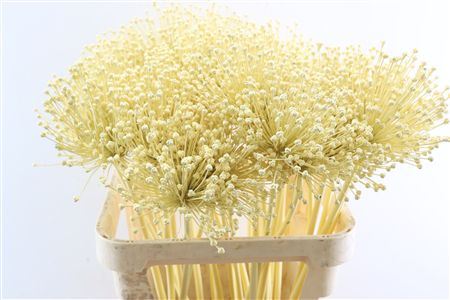 Allium Kbh Butter Yellow P St