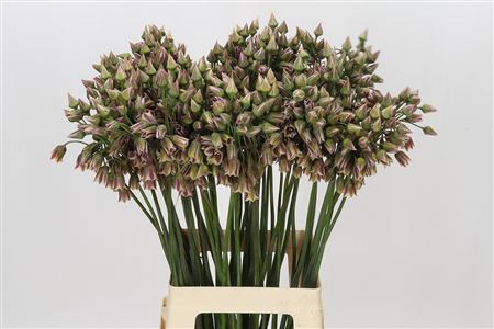 Allium Nectaroscordum Siculum