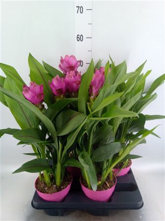 Curcuma Alism. 'siam Sanna' Sanna Purple 4+ bloem