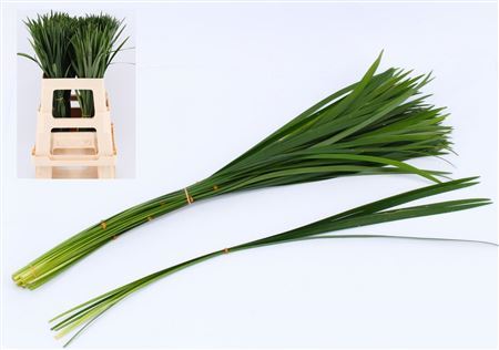 Liriope Muscari Green Per Bunch