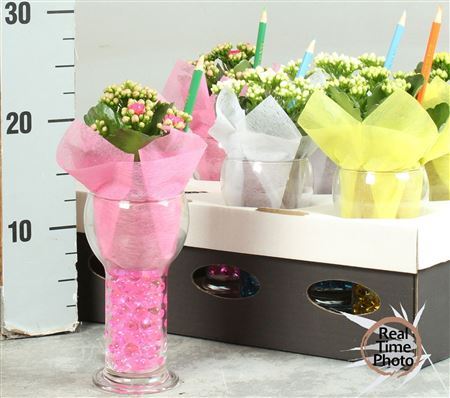 Arr Kamerpl In Glas Met Gel