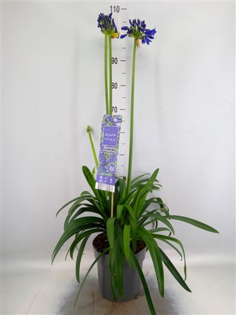 Agapanthus 'everpanthus Midn Sky' Agapanthus 'Midn