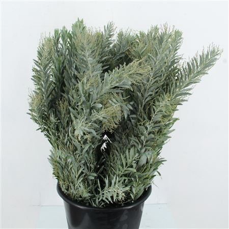 Acacia H Clair Lune