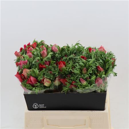 Anem Co Galil Rood