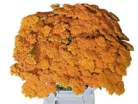 Achil Klb Orange