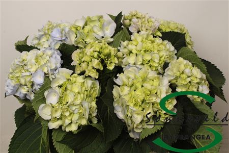 Hydr Exclusief Fresh Blue-green
