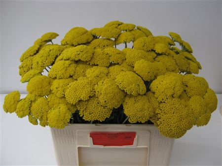 Achil F Park Variety