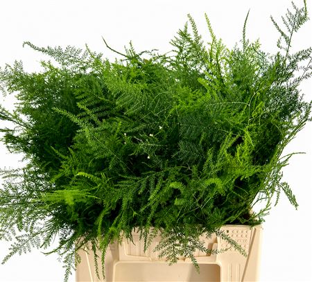 Asparagus Plumoses Spuntone