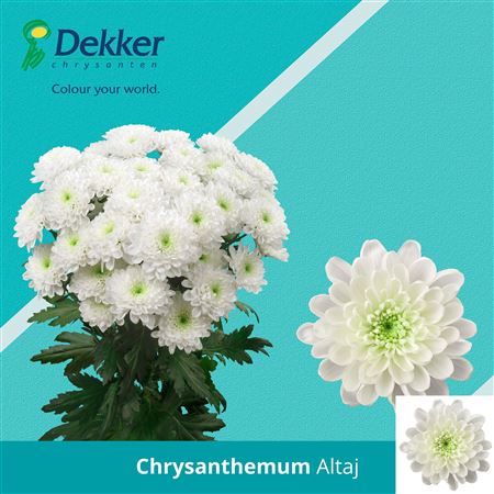 Chr T Altaj