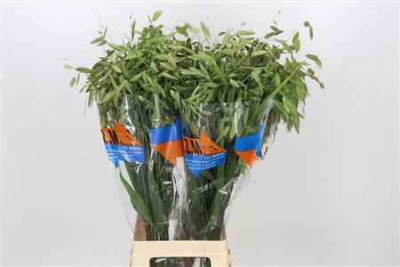 Chasmanthium Green