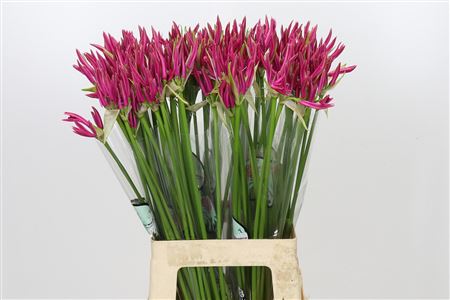 Nerine Favoriet