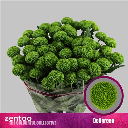 Chr T Deligreen