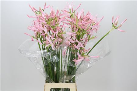 Nerine Sofie Artistiek