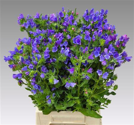Echium Plantagineum