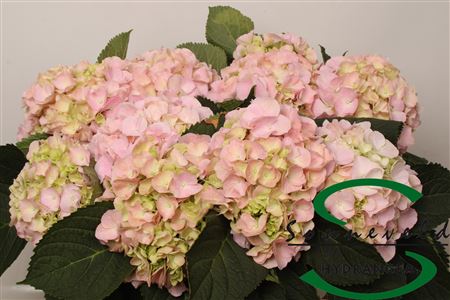 Hydr Fresh Pink-green
