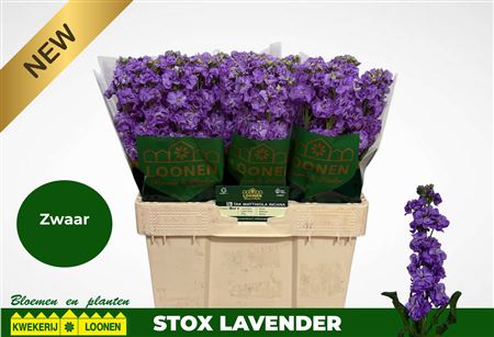 Matth Stox Lavender