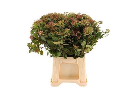 Viburnum Bes Rood