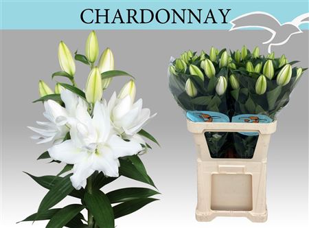 Li Or Du Chardonnay
