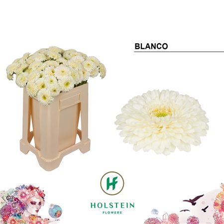 Ge Bv Gerponi Blanco