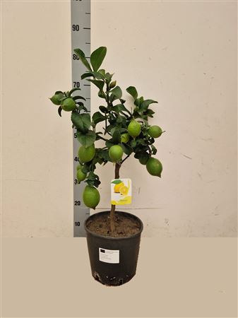 Citr Microcarpa