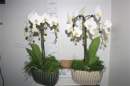 Arr Orchidee Gem 2-3 Tak In Bamboo Pot