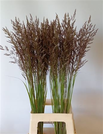 Calamagrostis Brachy