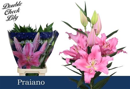 Li Or Praiano 5+