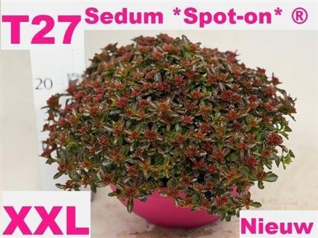 Sedum Spu Spot D Ros