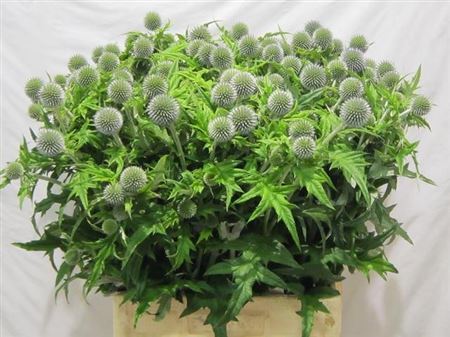 Echinops Ba Blue Globe