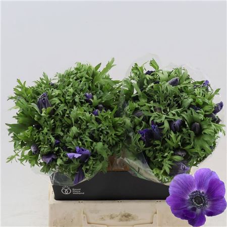 Anem Co Galil Blauw