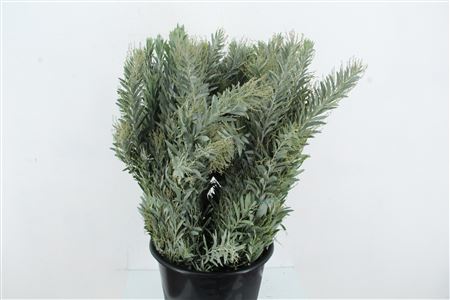 Acacia H Clair Lune