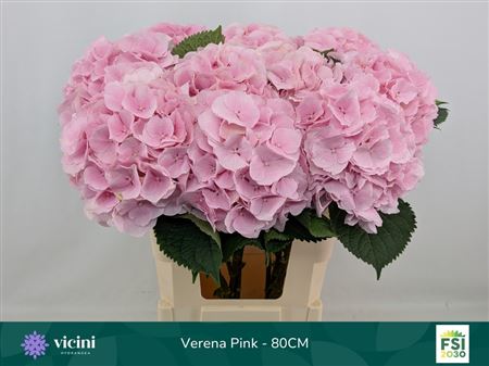 Hydr M Ch Verena