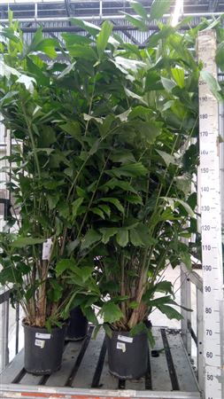 Caryota Mitis Bush