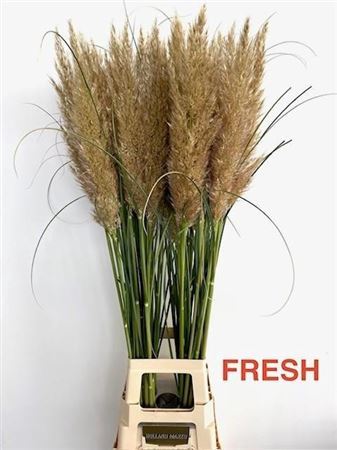 Cortaderia Se Early Maja