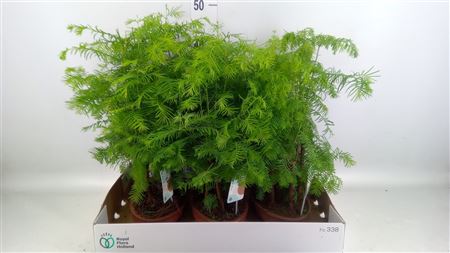 Bonsai ...