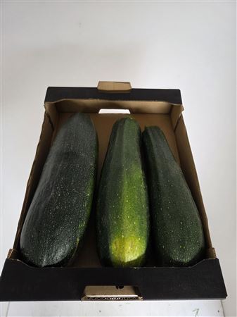 Cucurbita Pepo
