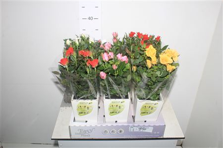 Hydr Waterfresh Large Gem 4 Srt