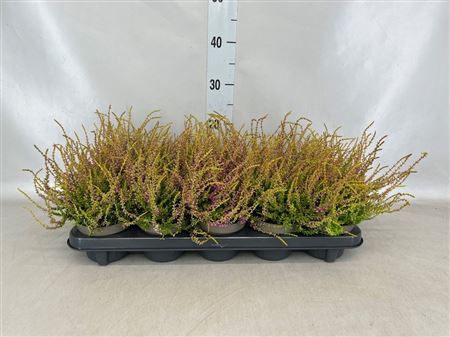 Calluna Vulg. 'tib' golden