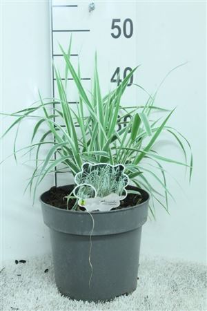 Arundo Donax 'Variegata'