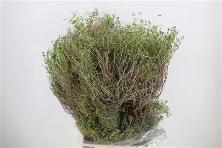 Euph Spinoza Long 500gr P Bunch