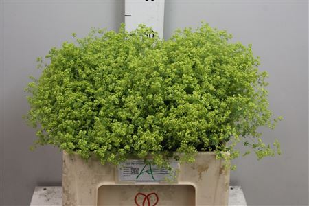 Alchem M Robustica
