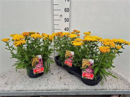 Achi Millefolium