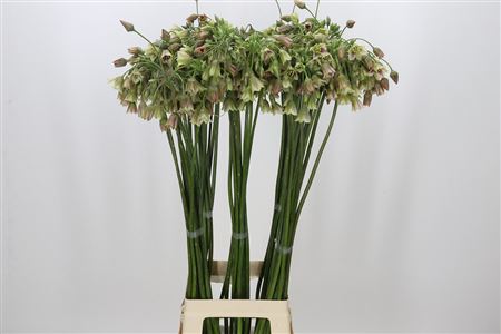 Allium Nectaroscordum Siculum