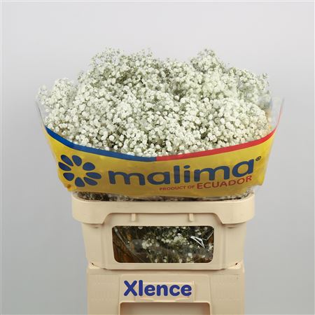 Gyps Pa Xlence Ec.
